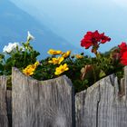 Mazoner Alm in Südtirol