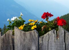 Mazoner Alm in Südtirol