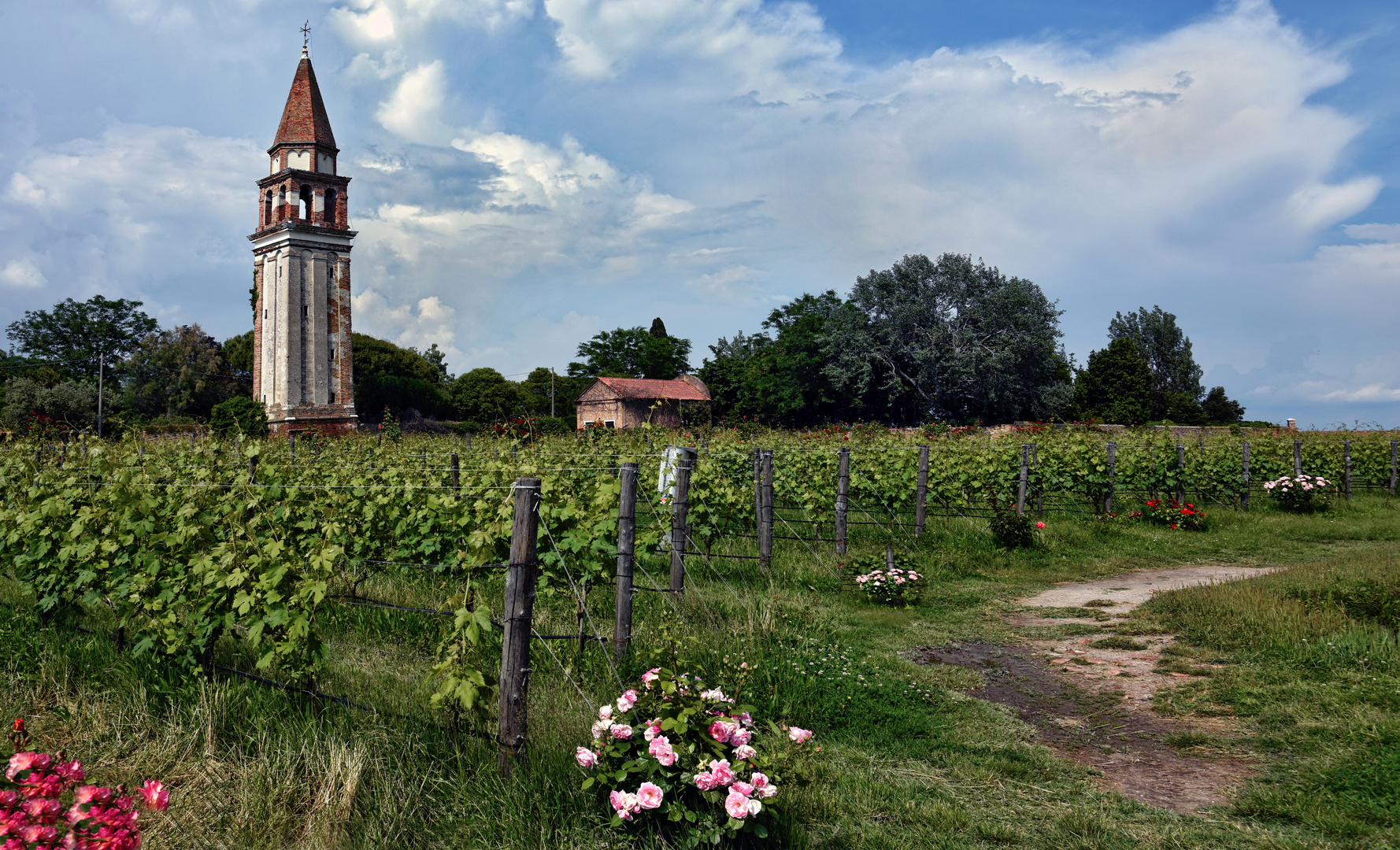 Mazzorbo - Spitzenwein aus der Lagune von Venedig - 