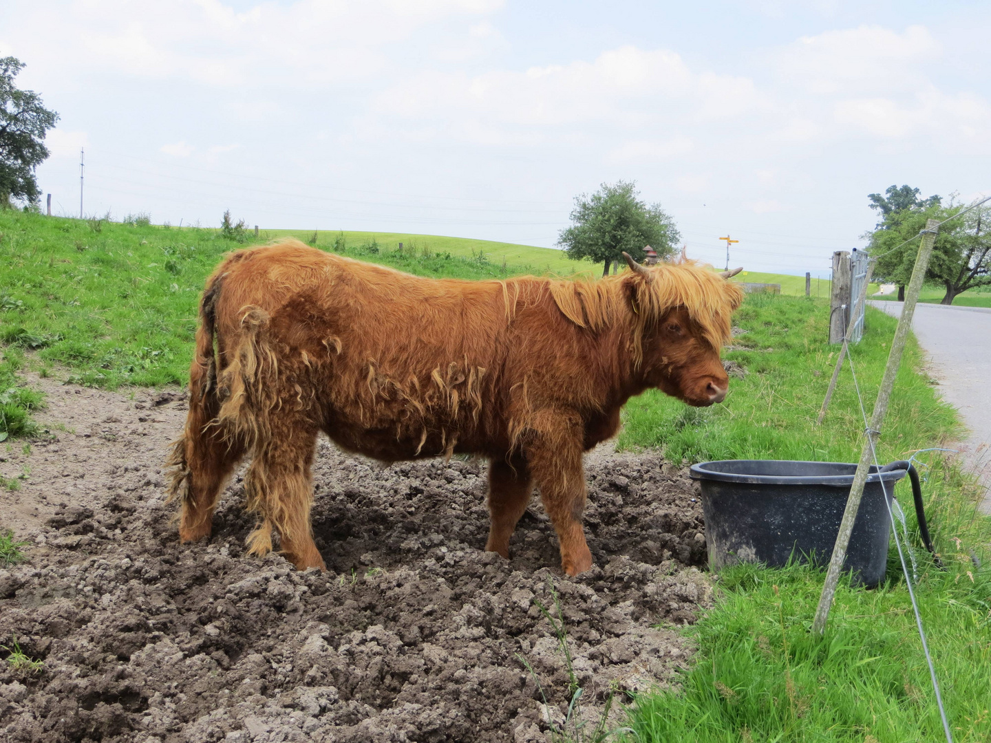 Mc Highlandcow ...