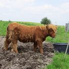 Mc Highlandcow ...