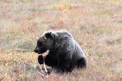 McDrive am Dempster Highway