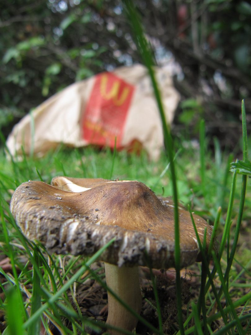 McFungi