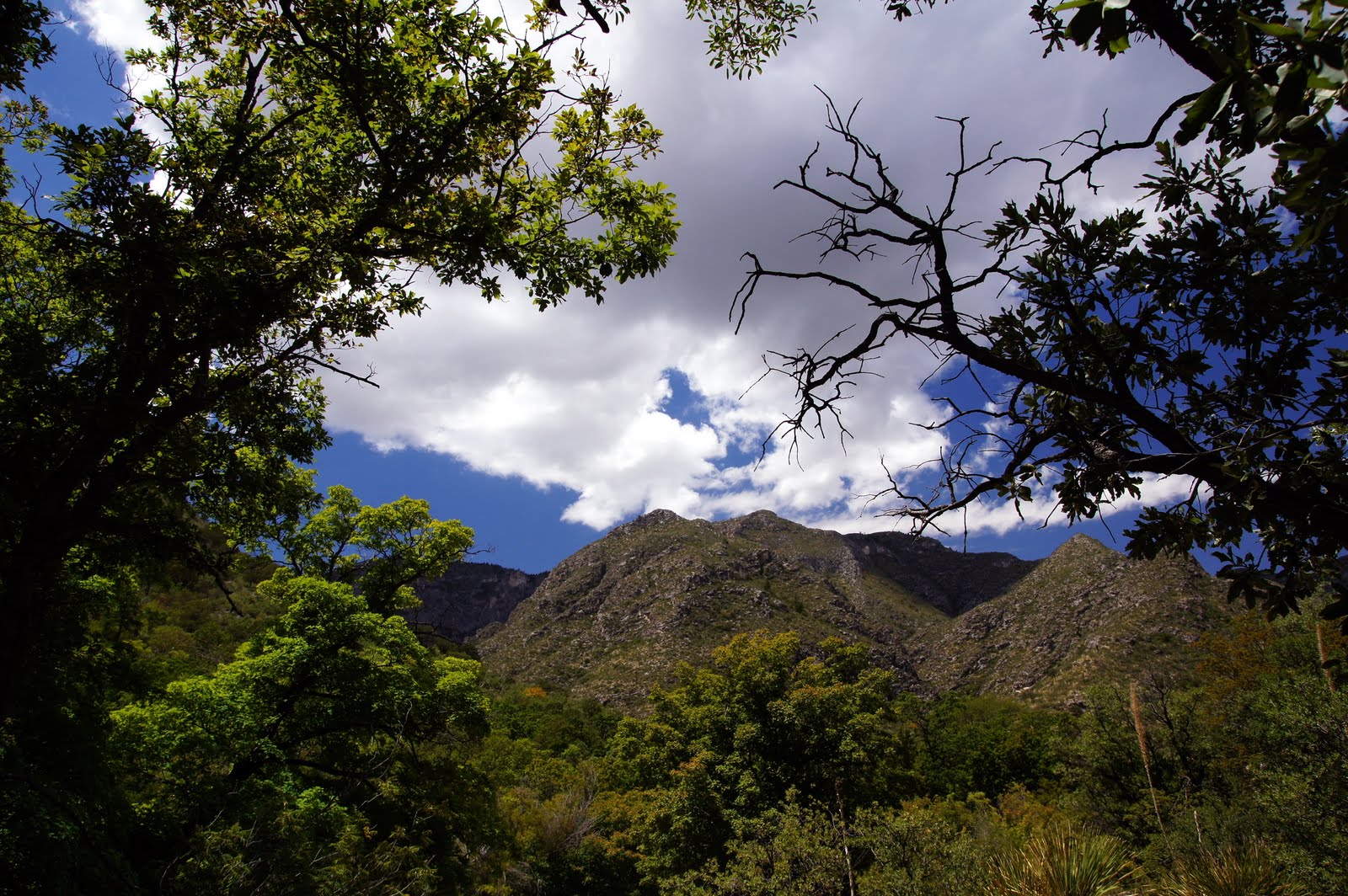 McKittrick Canyon