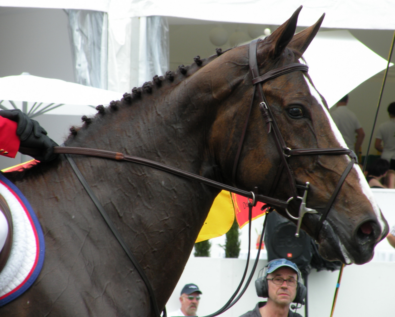 McLain Wards superhorse Sapphire