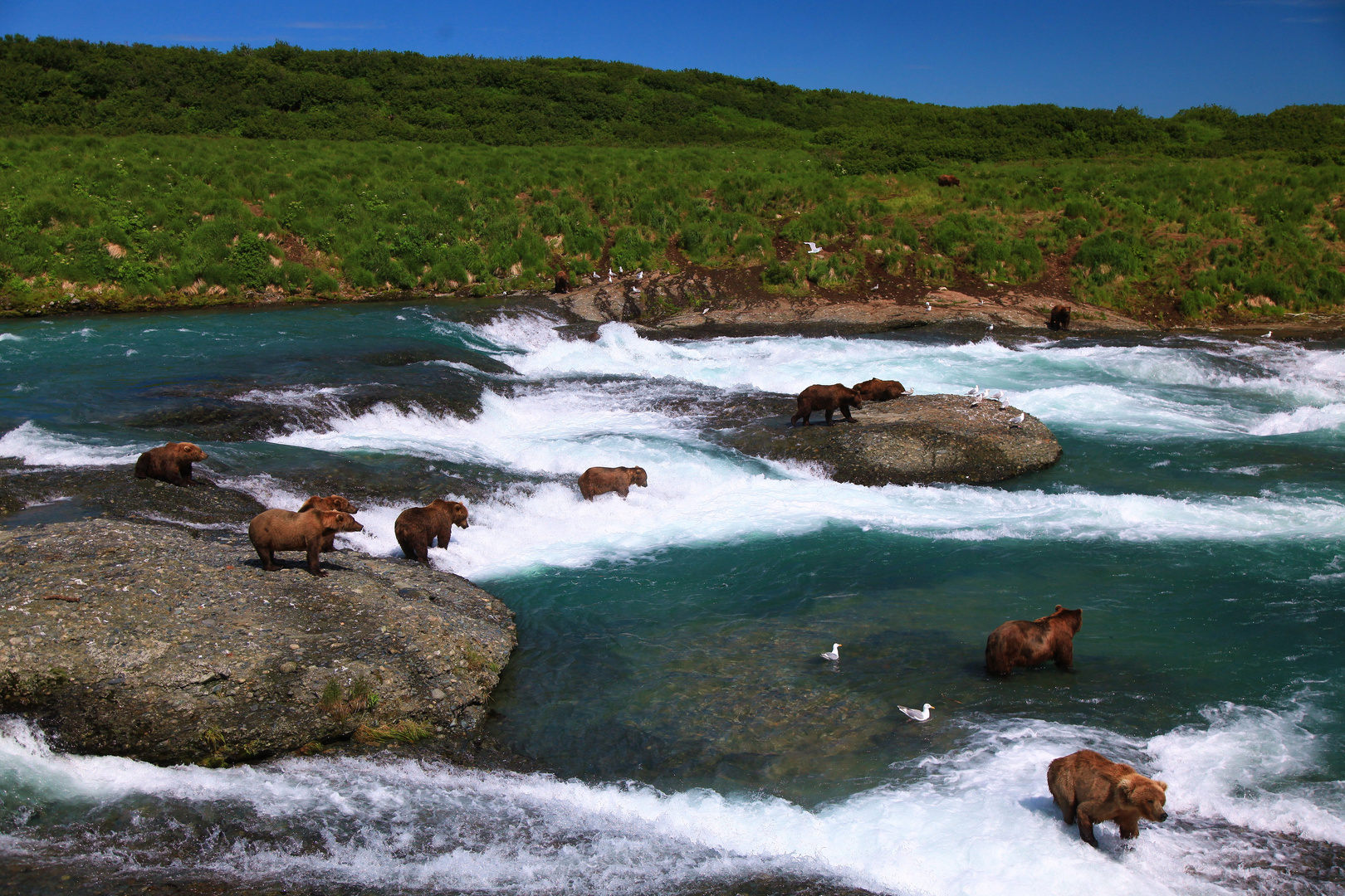 McNeil River Falls Foto & Bild tiere, wildlife, säugetiere Bilder auf