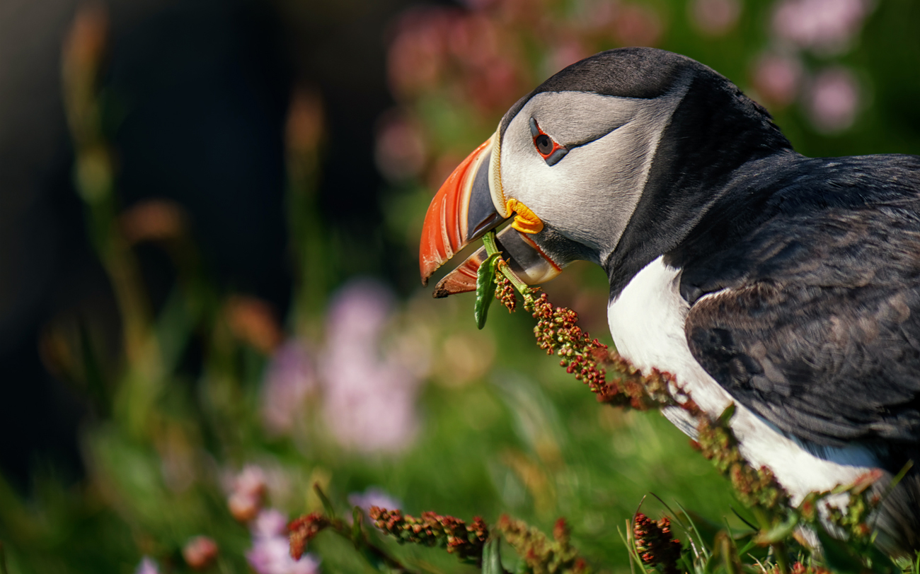 McPuffin der Häuslebauer