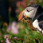 McPuffin der Häuslebauer