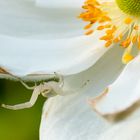 Mdme Veränderliche Krabbenspinne in Herbstannemone