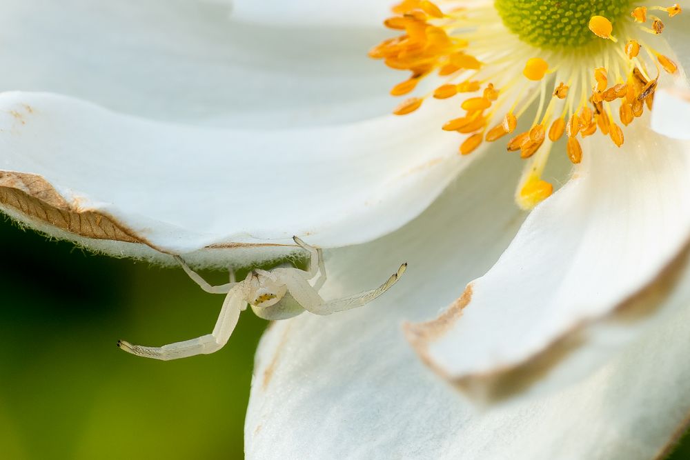 Mdme Veränderliche Krabbenspinne in Herbstannemone