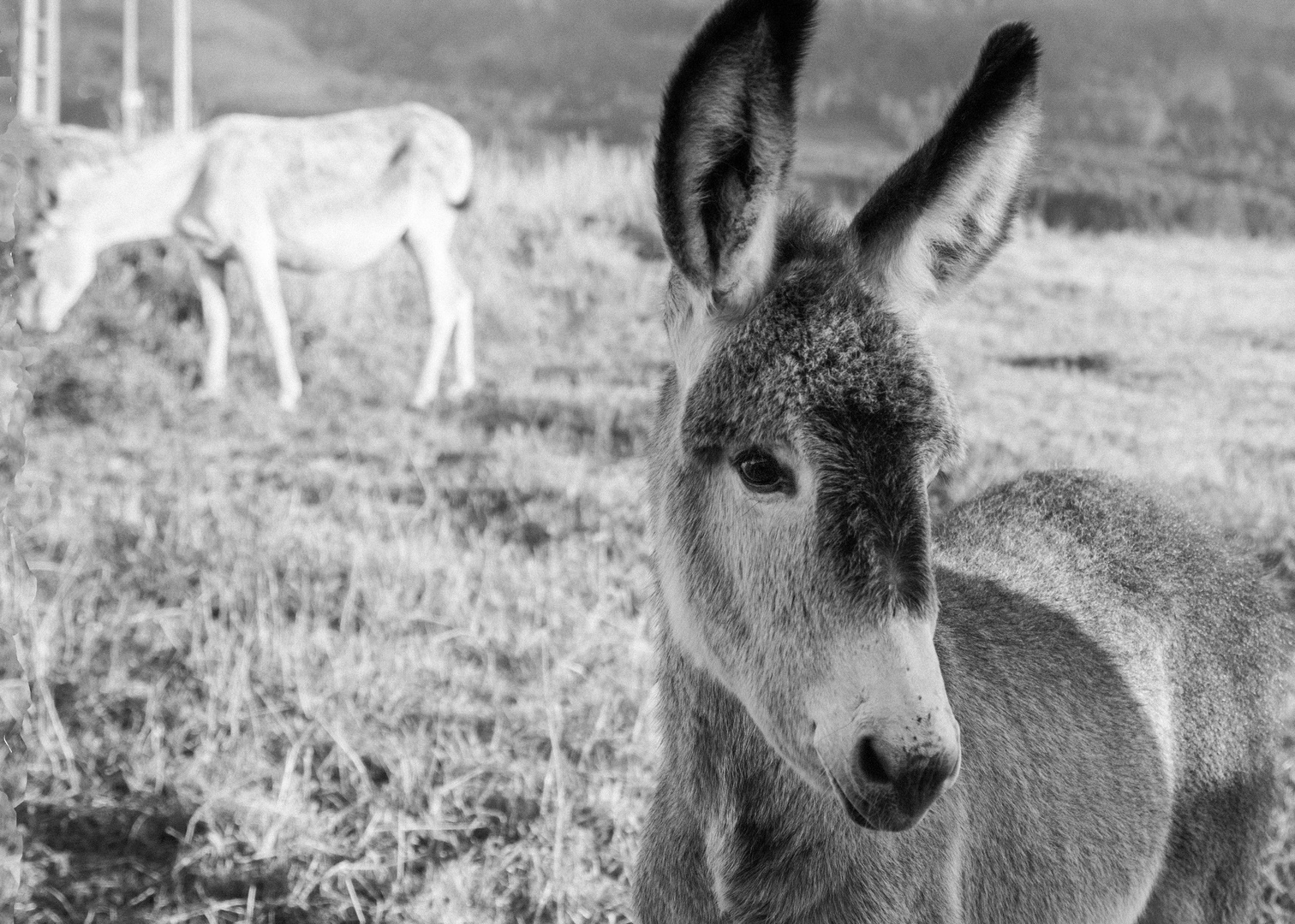 ME ENCONTRÉ CON PLATERO