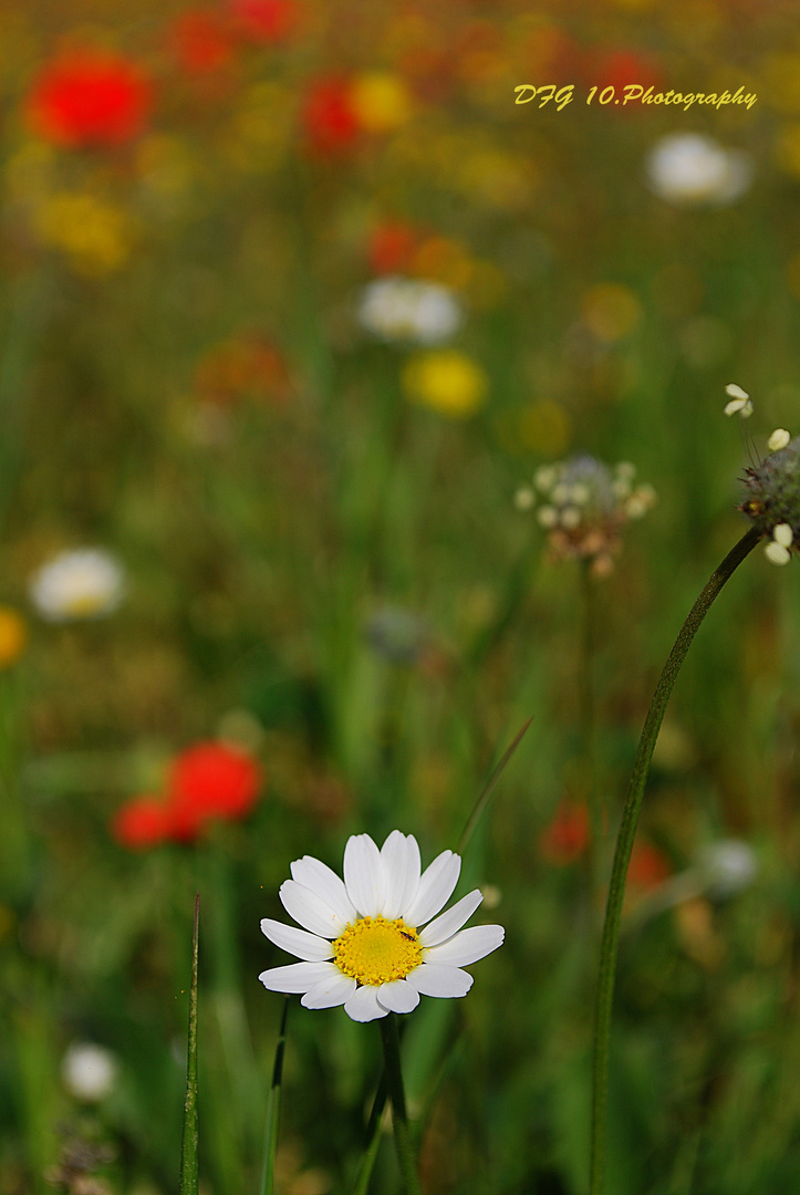 Me quiere ........no me quiere.......