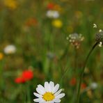 Me quiere ........no me quiere.......