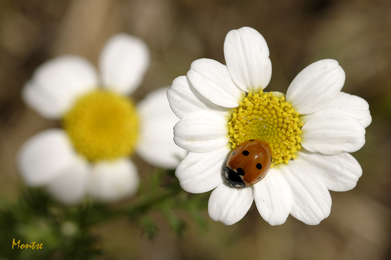 Me quiere, no me quiere