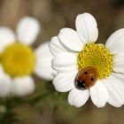 Me quiere, no me quiere