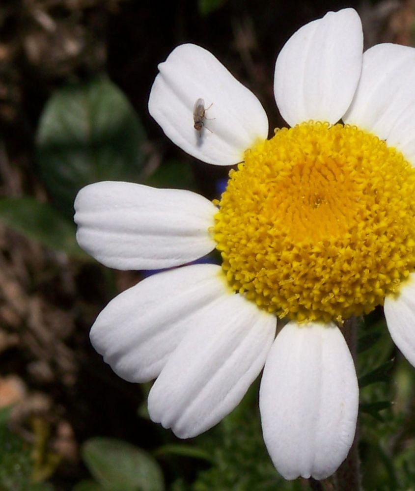 me quiere... no me quiere