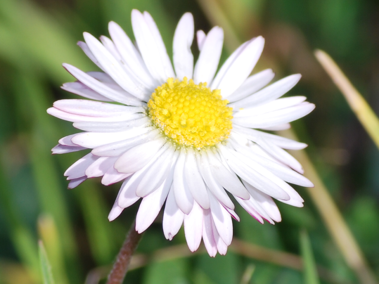 me quiere, no me quiere