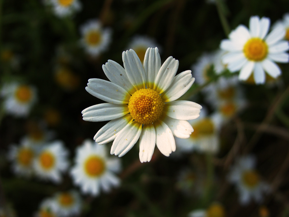 me quiere... no me quiere...?