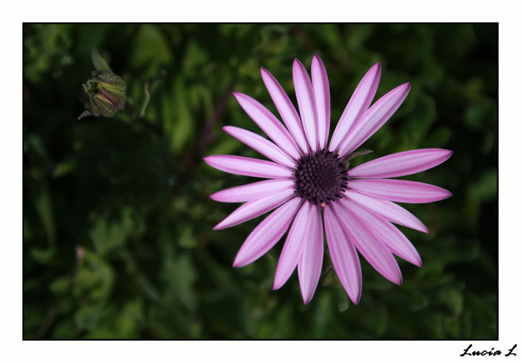 Me quiere? o no me quiere?