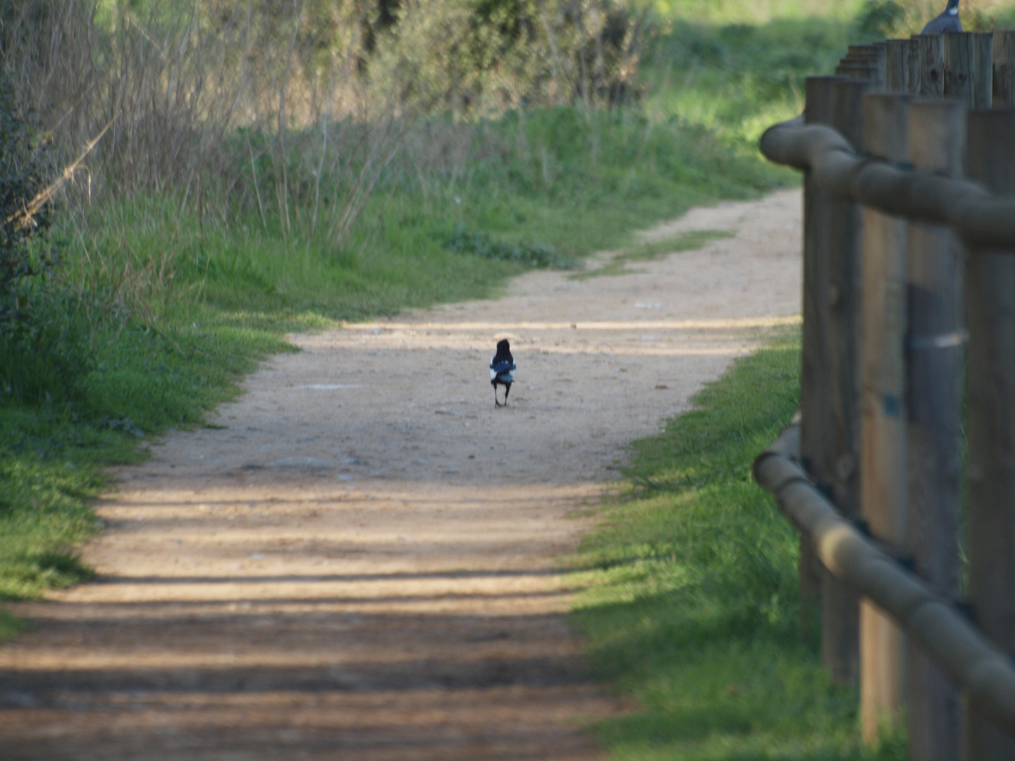 ME VOY DE PASEO