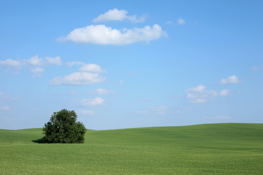 -- Meadow -- by Rallek Photography 