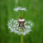 Meadow Adventures