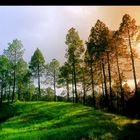 meadow amongst pines