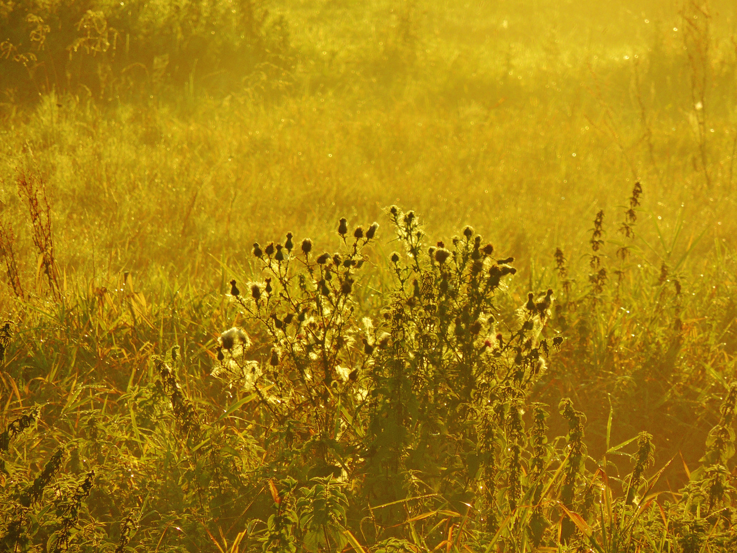 Meadow at down