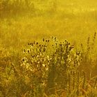 Meadow at down