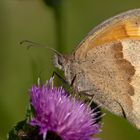 Meadow Brown #1