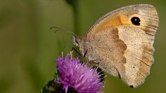 Meadow Brown #1