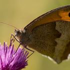 Meadow Brown #2