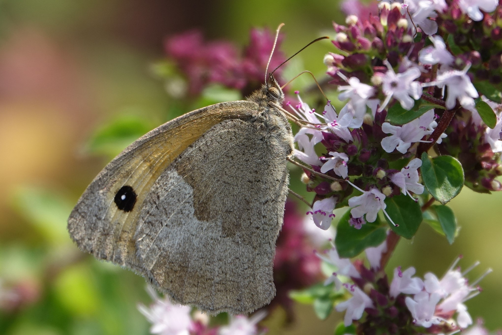 meadow brown