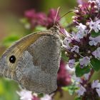 meadow brown