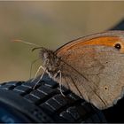 Meadow brown.....