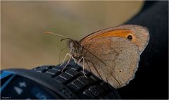 Meadow brown.....