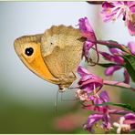 Meadow Brown