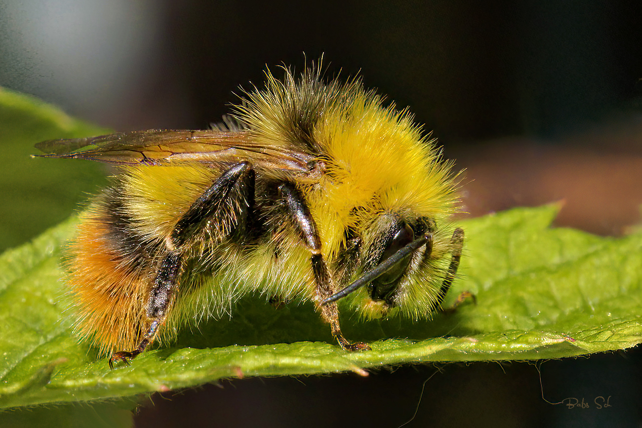 Meadow Bumblebee