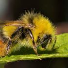 Meadow Bumblebee