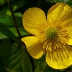 Meadow Buttercup