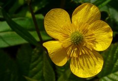 Meadow Buttercup