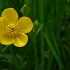 Meadow buttercup