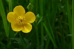 Meadow buttercup