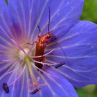 Meadow Cranesbill