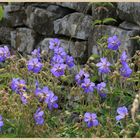 meadow cranesbill