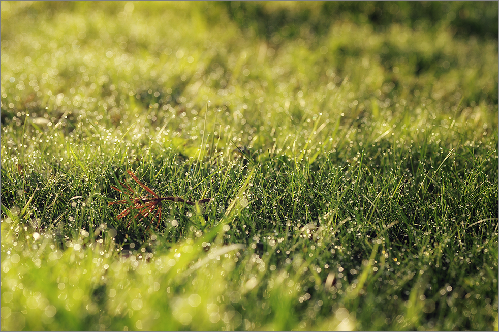 Meadow detail