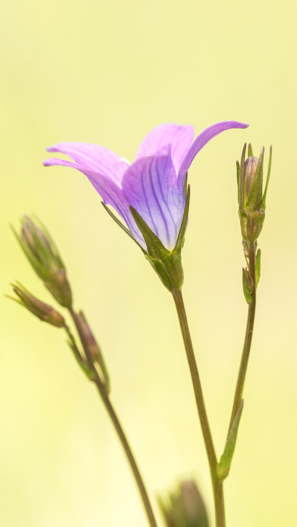 meadow flower