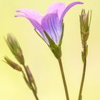 meadow flower