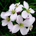 Meadow Flowers