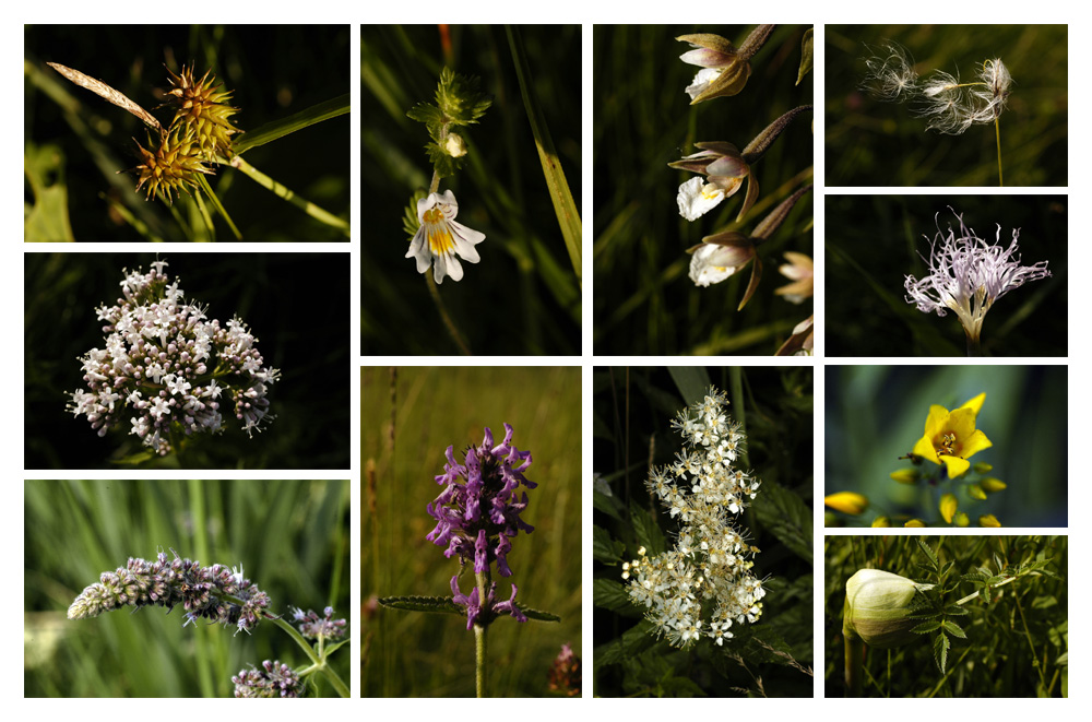 Meadow flowers